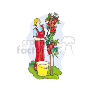 The image features a cartoon of a young farmer or a boy harvesting tomatoes. He is wearing overalls and is tending to a tomato vine staked in the ground, with ripe tomatoes hanging from it. Next to him is a yellow bucket, likely for collecting the harvested tomatoes. The backdrop suggests that he is in a garden or farm with a clear intention of gardening or practicing agriculture. The scene is set on a simple grassy background.