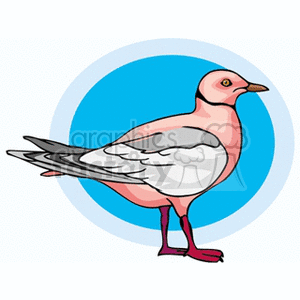 Pink crested pigeon with a ringneck