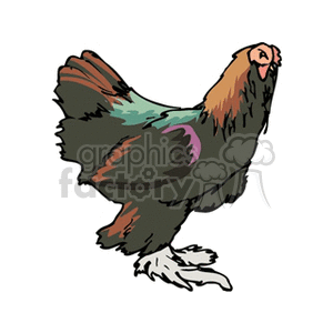 Brown and green feathered chicken