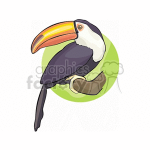 Toucan with bright orange beak perched on large branch