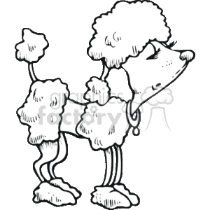 This is a black and white clipart image of a poodle with a classic poodle haircut. It features the characteristic poofs of fur around the head, ears, shoulders, tail, and feet, with shaved areas on the face, legs, and body. The poodle appears to be standing in a posh posture with a proud or snobbish expression. It also has a collar with a dangling tag, denoting it as a pet. The style of the clipart is cartoonish and humorous, emphasizing the sometimes perceived eccentricity of the poodle's traditional grooming style.