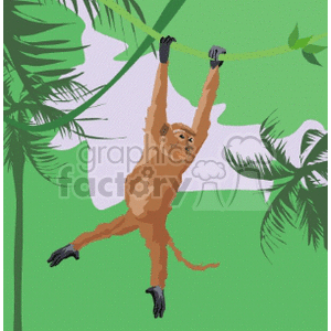 monkey climbing trees