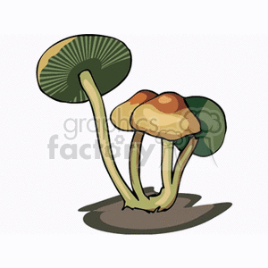 mushroom66