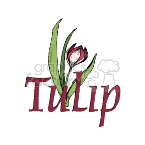 The image contains a stylized representation of a red tulip with green leaves. The illustration has a sketch-like quality with line art and some color fill. The word Tulip is prominently displayed below the drawing, stylized in a script font that suggests an element of elegance or natural beauty.