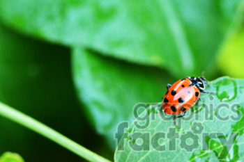 ladybug RF photo