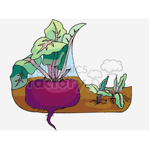 The clipart image depicts a large purple beetroot with its green leafy top part extending above the ground. To the right, there are smaller plants, likely younger beet plants, with their green leaves protruding from the soil. The big beet is shown with half of it above ground and the other half below, showcasing how beetroots grow partly submerged in the dirt. This image is illustrative of root vegetables and their growth process in a garden.