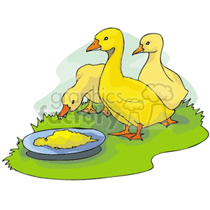 The clipart image depicts three domestic ducks, one of which is feeding from a bowl of feed placed on the ground, while the other two stand nearby. They are yellow, suggesting they may be intended to represent ducklings or a stylized rendition of ducks often used in various forms of illustration. They appear to be on a patch of grass.
