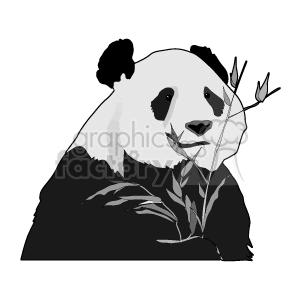 The clipart image depicts a panda bear, characterized by its distinctive black and white coloring. The panda appears to be eating bamboo, which is the main component of its diet. The image presents a simplistic and stylized representation of the animal, commonly associated with China and often found in zoos around the world.