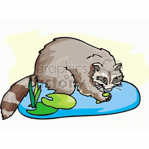 The clipart image depicts a single raccoon. The raccoon is illustrated in a cartoon style, with its distinguishable gray fur, dark eye mask, and striped tail. It appears to be crouched on a patch of ground or possibly near a water source, as indicated by the blue area, and there are a couple of green plants next to it. The raccoon's posture suggests it might be eating or foraging.