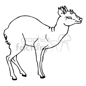 The line art drawing shows a deer. The deer is standing on all four legs with its head, and short antlers held high. 