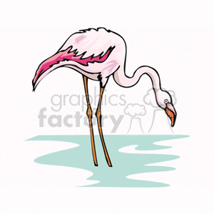 Pink flamingo standing in water bending down