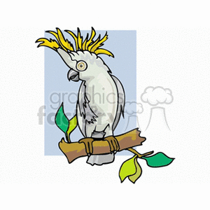 Yellow crested cockatoo on branch