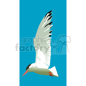 Seagull flying with wings up against blue skies