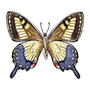 brown yellow blue and red winged butterfly on white background