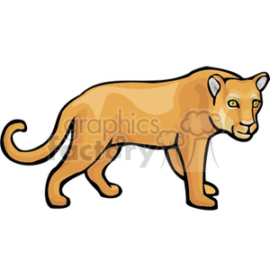 Juvenile lion standing on all fours