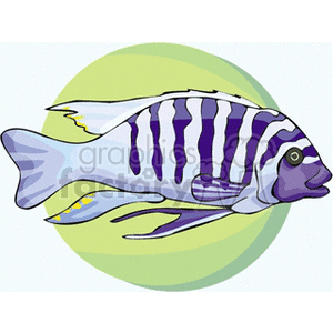 The image is a clipart illustration of a stylized fish. The fish has a pattern of vertical stripes, mainly in shades of blue and purple, with some touches of yellow accenting its fins and tail. The background is a simple greenish-yellow oval, highlighting the fish.
