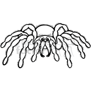 The image is a black and white clipart-style illustration of a spider that resembles a tarantula. It clearly shows the spider's segmented legs, body, and the pedipalps near its fangs, which are common characteristics of spiders. The drawing has a simplistic, stylized country or folk art feel, focusing on the outline and basic details without shading or color.