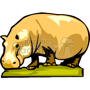 The clipart image shows a cartoon hippopotamus standing on its four feet and facing to the viewer's left. It has light grey skin, dark grey nostrils, and small ears. It is standing on grass and feeding