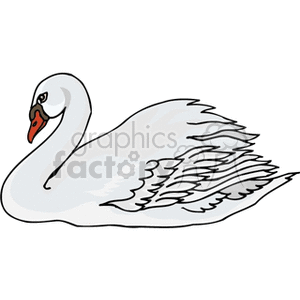 White swan sitting down