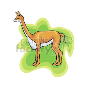 Tan llama with white underbelly