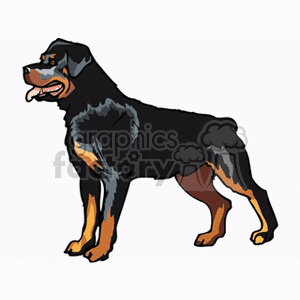 This clipart image features a stylized depiction of a Rottweiler. This breed of dog is known for its black fur with distinct brown markings on the cheeks, paws, and above the eyes.