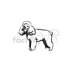 The image appears to be a simple black and white clipart of a poodle dog. The dog is standing, and its stance suggests that it could be a medium to large-sized breed. The outline style of the clipart provides a clear depiction of the dog's shape and form but includes minimal detail, so specific breed characteristics are not easily discernable.