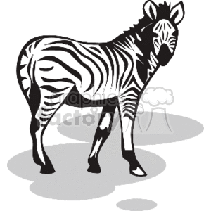 The clipart image depicts a zebra, which is characterized by its distinctive black and white striped pattern. The image shows the zebra standing, and it appears to be styled in black and white with shading to suggest its three-dimensional form.