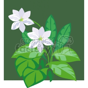 The clipart image depicts a stylized illustration of a flowering plant. There are two prominent white flowers with yellow centers, and each has five petals. The plant has a lush green foliage with several leaves of different sizes emanating from stems.