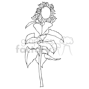 The image depicts a clipart drawing of a sunflower. It shows a single sunflower on a stem with leaves, rendered in a stylized, outlined form without color fill.
