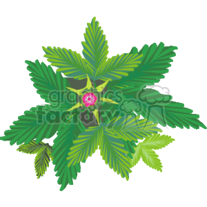 The clipart image depicts a green plant with multiple leaves radiating from the center and a single vibrant flower situated at the core. The flower has a yellow center, possibly representing stamens, surrounded by pink petals with a darker pink outline, and accented by a small ring of magenta closer to the center.