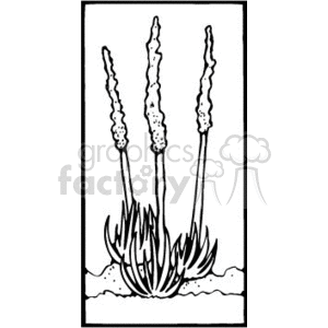 The clipart image features a stylized representation of a yucca plant, a genus native to hot and dry parts of the Americas and the Caribbean. The image shows a yucca with its characteristic spiky leaves at the base and tall, thin flowering stalks that arise from the center with flower clusters typically seen on these plants.