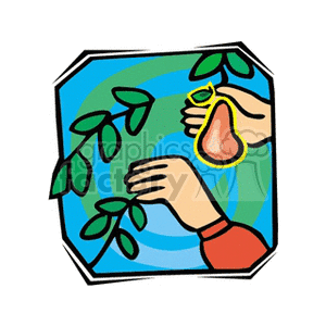 The clipart image shows a simplified illustration of hands picking a pear from a tree. One hand is holding a branch with leaves, and the other hand is plucking a ripe pear. The background is stylized to represent the outdoor environment of an orchard.