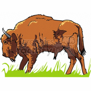 The clipart image depicts a brown buffalo (also known as a bison) standing in grass, which it may be eating or about to eat.