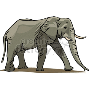The image depicts a clipart illustration of an elephant. It features the large mammal with a prominent pair of tusks, large ears, and a trunk, characteristic of an African elephant.