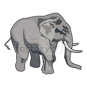 This clipart image depicts a stylized illustration of an elephant. It features a large, grey elephant with prominent tusks, big floppy ears, and a long trunk. The elephant appears to be standing with its body slightly angled towards the viewer, showcasing its massive size and characteristic features of elephants.
