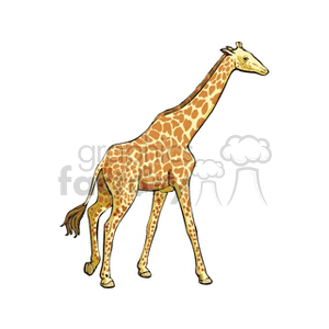 The image is a clipart illustration of a giraffe. The giraffe is depicted in profile, showing its distinctive long neck, spotted pattern, and slender legs, characteristics typical of the species often found in African savannas and zoos.