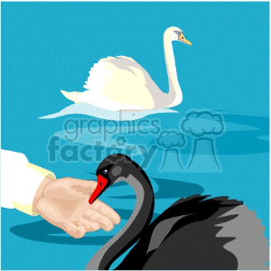 The clipart image shows two swans, one white and one black, on a blue water background. A human hand is extended towards the black swan, possibly offering food or interacting with it.