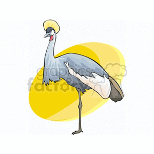 African Crested crane