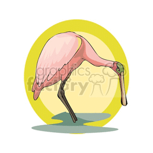 Pink spoonbill fishing in a pool of water