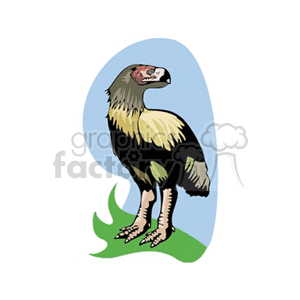 Raptorial bird standing on green grass