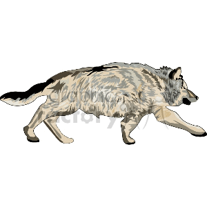 The clipart image features a single wild canine that resembles a dingo. It depicts the animal in profile, capturing its movement and distinctive fur pattern.
