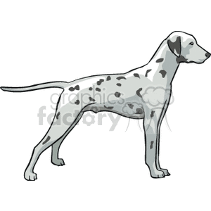 This clipart image features a Dalmatian, which is easily identifiable by its unique spotted coat. The dog stands in a profile pose, showcasing its slender body, long legs, and distinctive black or liver spots on a white background.