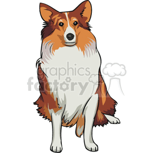 This clipart image features a cartoon representation of a dog that resembles a Shetland Sheepdog, often colloquially called a miniature Collie due to its resemblance to the larger Collie breed. The dog is shown with a predominant white chest, sable (brown and black) fur on its back, face, and ears, and an attentive and alert expression.
