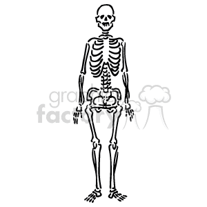 The image is a clipart of a human skeletal system. It displays a full frontal view of the human skeleton, showcasing the skull, ribcage, spine, pelvis, arms, and leg bones.