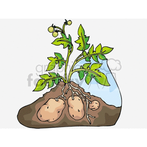 The clipart image depicts a potato plant with its green leafy part above the ground and a cluster of potatoes beneath the soil surface. It's a simple illustration showing the growth of potatoes as part of garden agriculture or vegetable gardening.