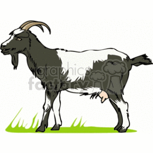 The image is a clipart representation of a black and white goat standing on grass. The goat has prominent horns and an udder, indicating that it may be a dairy goat.