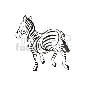 The image is a close-up of a black and white zebra with black stripes. The zebra is facing away from you as if it is running away. 