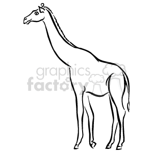 The clipart image shows a black and white illustration of a giraffe, which is an African mammal known for its long neck and spotted coat. The image depicts the animal standing on all four legs with its head tilted up and facing towards the left side of the image.
