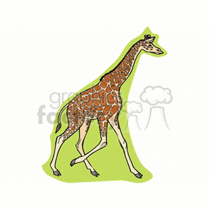 Giraffe running with outstretched neck