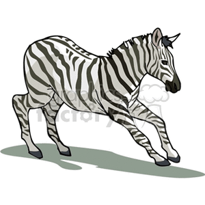 The image is a clipart of a single zebra with striped patterns typical of the species. It appears to be walking or trotting and casts a shadow on the ground, suggesting three-dimensional space.